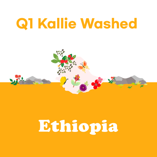 [에티오피아] Q1 KALLIE Washed